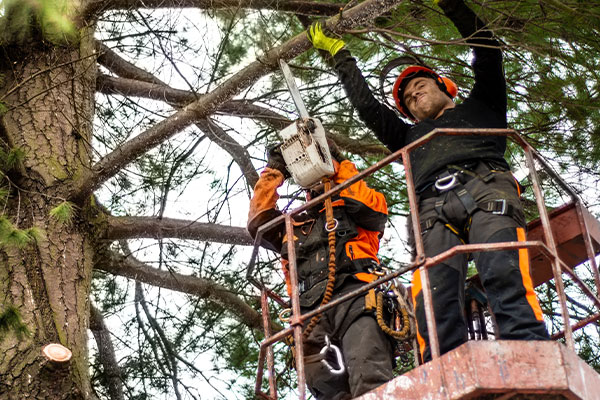 Branch Manager Tree Services