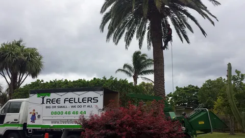 Tree Fellers Tauranga